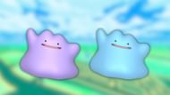 Ditto and its shiny variant (Image via The Pokemon Company)